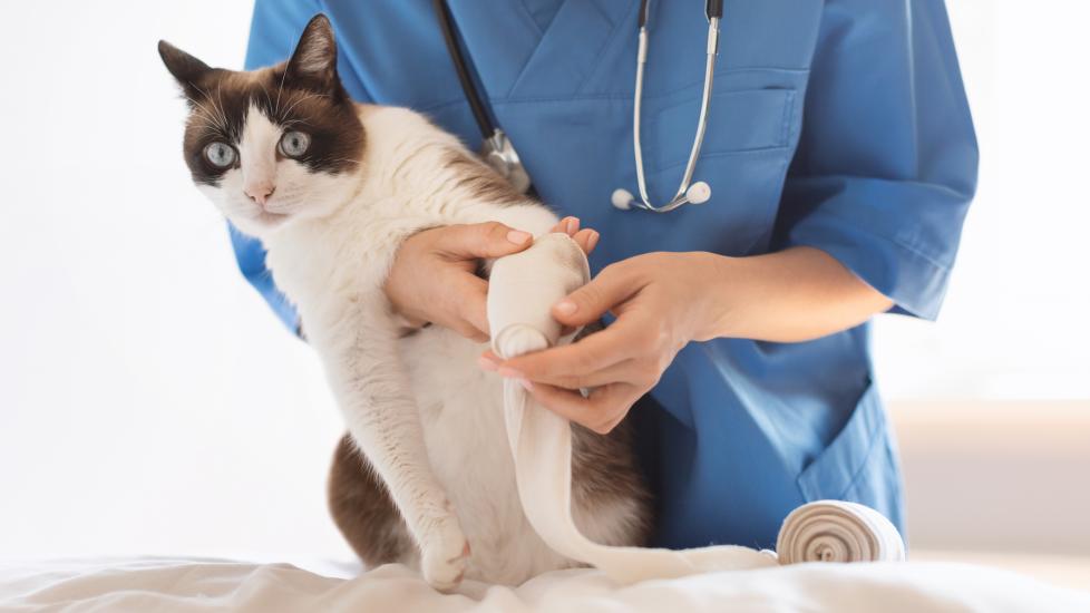 cat limping; a cat's paw is tended to by their vet.
